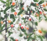 Help and advice for wintering plants and trees