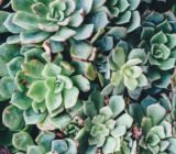How to integrate succulents into your decoration?