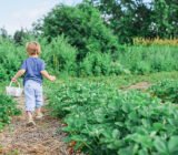What to do in autumn? Prepare the garden soil