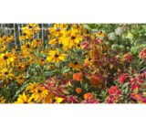 Hardy flowers for a quiet summer