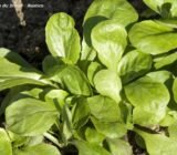 Sow vegetables in August for late crops