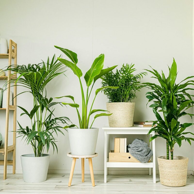 trust the plants